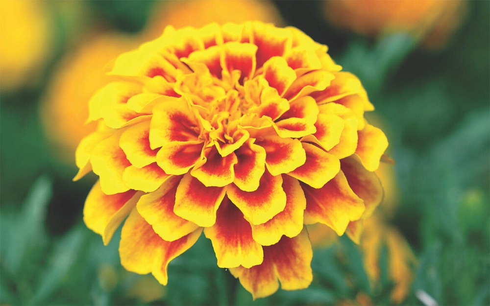 img of Marigold Memories